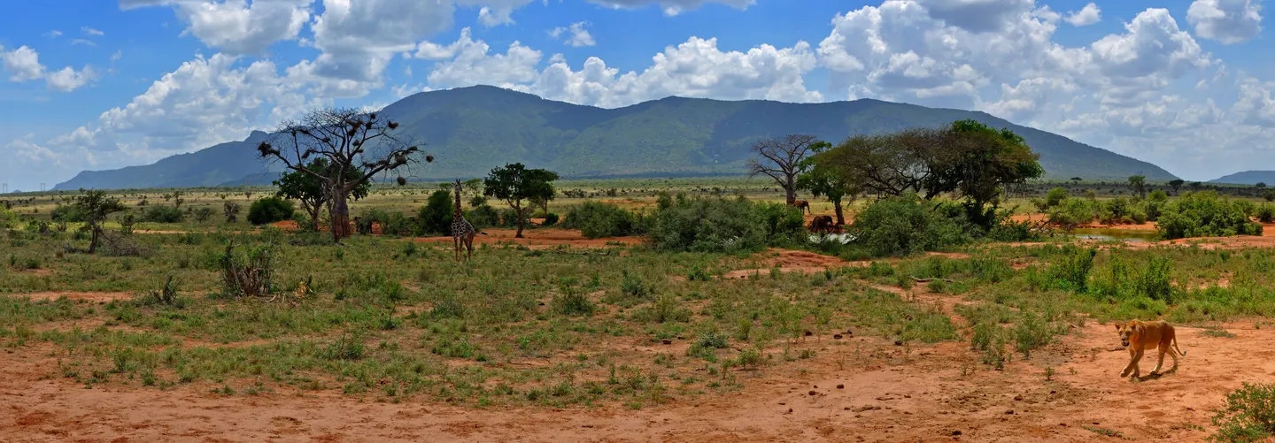 Weites trockenes Buschland im Tsavo-East-Nationalpark